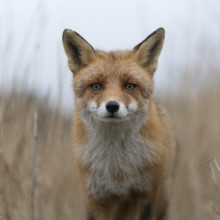 Red fox (Vulpes vulpes) running on a fox pass through high, dry reed grass, low shot perspective,