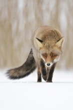 Sly... Red fox (Vulpes vulpes) running across a patch of ice directly towards the camera, frontal