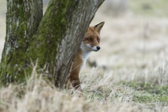 Red fox (Vulpes vulpes) sitting in the grass hidden behind a tree, watching something, cautious but