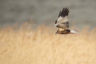In typical foraging flight... Marsh harrier (Circus aeruginosus) flies hunting over golden reeds,