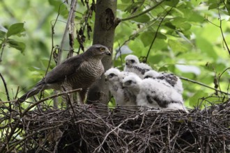 Female with young birds... Sparrowhawk (Accipiter nisus) on the nest, bird of prey eyrie,