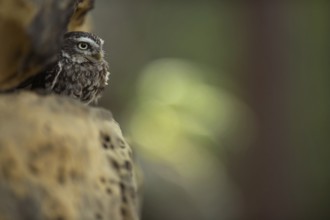 In the rock face... Little owl (Athene noctua), owl in its daytime hiding place, little owls are