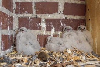 Offspring... Kestrels (Falco tinnunculus), young falcons, chicks, 4 young birds waiting in a