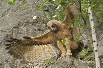 Strengthening the flight muscles... Eurasian Eagle-owl (Bubo bubo), young owl fledging, flight