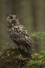 Our largest native owl... European Eagle Owl (Bubo bubo) sitting slightly elevated on a
