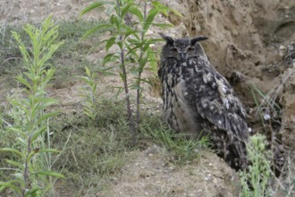 Attentively observing... European Eagle Owl (Bubo bubo), female adult bird relies on its camouflage