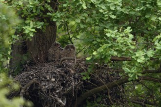 At nightfall... European eagle owl (Bubo bubo), young birds in their nest on an old hawk nest,