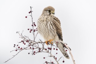 In winter... Kestrel (Falco tinnunculus), female adult bird on its perch, a bush with dry red
