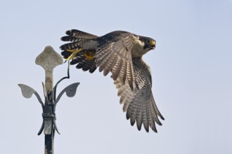 Encouraging development... Peregrine falcon (Falco peregrinus) flying from a church spire, nesting