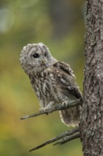Attentive look to the side... Tawny owl (Strix aluco), sitting on the side branch of a conifer,