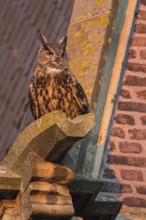 On the gargoyle... European eagle owl (Bubo bubo), attentive male, owl on the roof of a church in