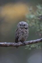 Little dwarf, tiny... Scops owl (Otus scops), after the pygmy owl the smallest European owl, loves