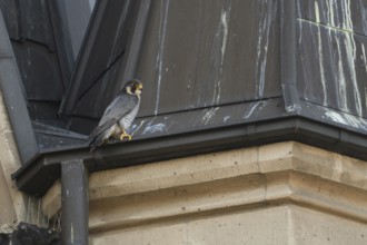 The tercel... Peregrine falcon (Falco peregrinus), male falcon on the roof of a church, typical,