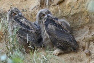 A little bit crooked... European eagle owl (Bubo bubo), two young birds, young eagle owls in their