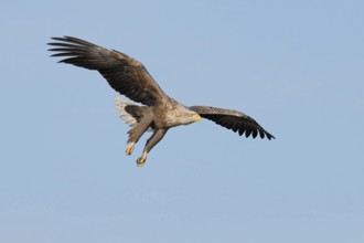 On approach... White-tailed eagle (Haliaeetus albicilla), probably the most impressive native bird
