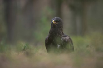 Rare vagrant in Europe... Steppe eagle (Aquila nipalensis), large dark bird of prey of the eagle