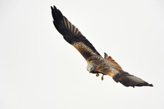 Spectacular flyer... Red kite (Milvus milvus), certainly one of the most beautiful native birds of