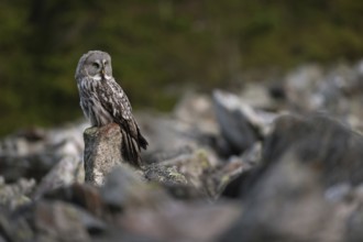 In a scree field... Bearded Owl (Strix nebulosa) in its natural environment, sitting exposed on a