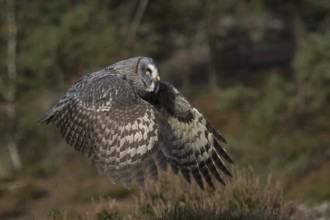Impressive owl... Bearded Owl (Strix nebulosa) in flight over a forest clearing, through sparse,