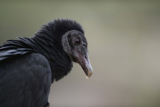 Scavenger... Raven vulture (Coragyps atratus), head portrait, detailed close-up, American,