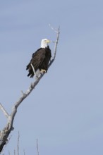 Bald eagle (Haliaeetus leucocephalus), adult bird, heraldic bird of the USA, sitting high up in a