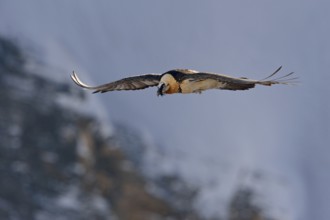 In the last light... Bearded vulture (Gypaetus barbatus), in flight, largest bird native to the