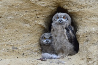 Tense looks... European eagle owl (Bubo bubo), young eagle owls in moulting, eagle owl nestlings,