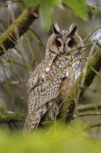 Hiding in a tree... Long-eared owl (Asio otus), more common native owl, mainly nocturnal, in its