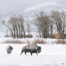 In the wide valley... American Bison (Bison bison) in winter, bison in the wide, snow-covered
