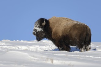 American Bison (Bison bison) in winter with beautiful clear weather and bright blue sky in high