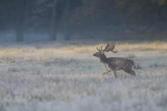 Early in the morning in the quarry... Fallow deer (Dama dama), capital fallow deer running across a