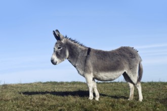 Grey donkey... Donkey (Equus asinus), domestic donkey, also suitable for herd protection against