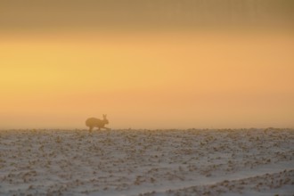 Atmospheric... European hare (Lepus europaeus) in winter, running against the light across a