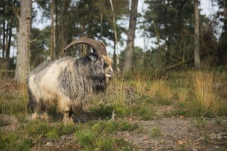 Landscape conservation... Dutch country goat (Nederlandse Landgeit), old goat breed, livestock