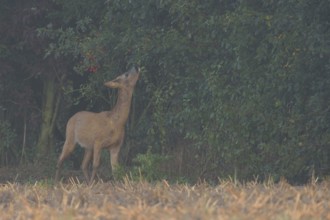 Young leaves and buds... Roe deer (Capreolus capreolus), young roebuck eating from a hedge in light
