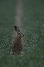 Critical look... European hare (Lepus europaeus), hare sitting in the field early in the morning,