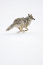 Coyote (Canis latrans) in winter, fleeing in a fast run through high snow, USA, Yellowstone,