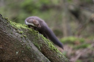 Small, nimble and manoeuvrable... Stone marten (Martes foina), also called house marten, in the