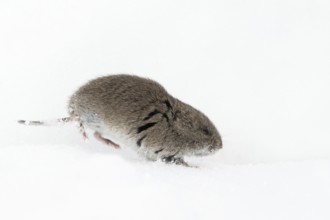 Rocky Mountains vole (Microtus montanus) in winter, rare encounter, running through the snow,
