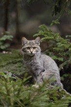 In the habitat... Wildcat (Felis silvestris), European wildcat, real wildcat, sitting on a mossy