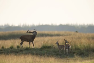 A stag, a red deer, a young animal... Red deer (Cervus elaphus) during the rutting season in late