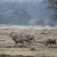In peace together... Red deer (Cervus elaphus), red deer herd, male red deer graze together in an