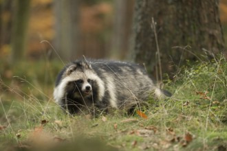 At the edge of the forest... Raccoon dog (Nyctereutes procyonoides), invasive, shy species in