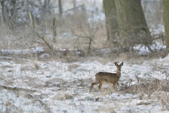 In the quarry forest... Roe deer (Capreolus capreolus), roebuck with shed antlers in winter in the