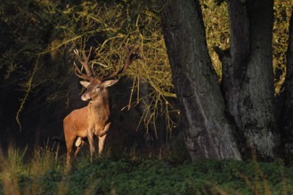 In the first light... Red deer (Cervus elaphus), noble stag stands at the edge of the forest in the