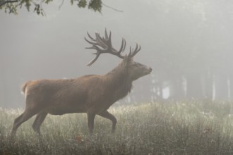 In the early morning mist... Red deer (Cervus elaphus), capital stag moving through dewy grass