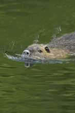 Good swimmers... Nutria (Myocastor coypus) swimming through a body of water, robust, invasive,