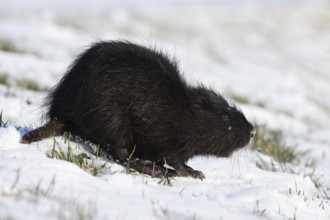 Tough times... Nutria (Myocastor coypus) with frozen tail in the snow, North Rhine-Westphalia,