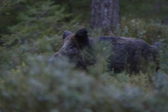 Elemental force... Wild boar (Sus scrofa), wild sow, wild boar breaks, runs through dense