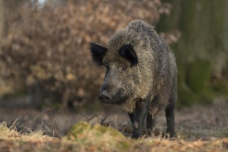 Full teats... Wild boar (Sus scrofa), wild boar, female, presumably leading young, having